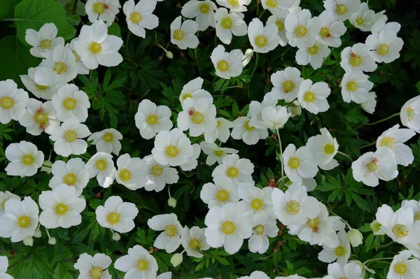 White Flowers Garden Floral Background — ストック写真