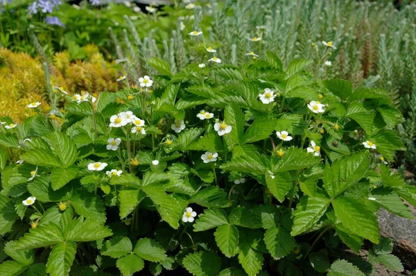 Beyaz arkaplanı olan bir çalılığın yeşil yaprakları