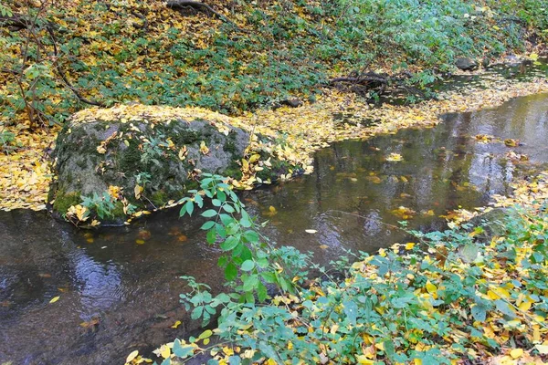 Bosque Otoño Con Pequeño Arroyo — Foto de Stock