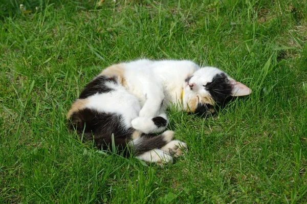 White Cat Lying Green Grass — ストック写真