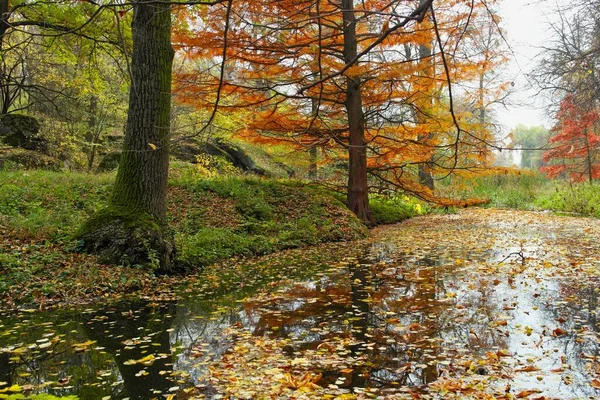 Paisaje Del Bosque Otoño Con Hermosos Árboles Río — Foto de Stock