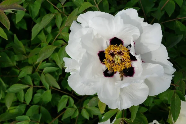 Güzel botanik fotoğrafı, doğal duvar kağıdı.