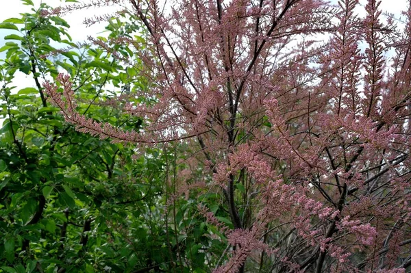 Beautiful Spring Flowers Tree Spring Bloom — Stock Photo, Image