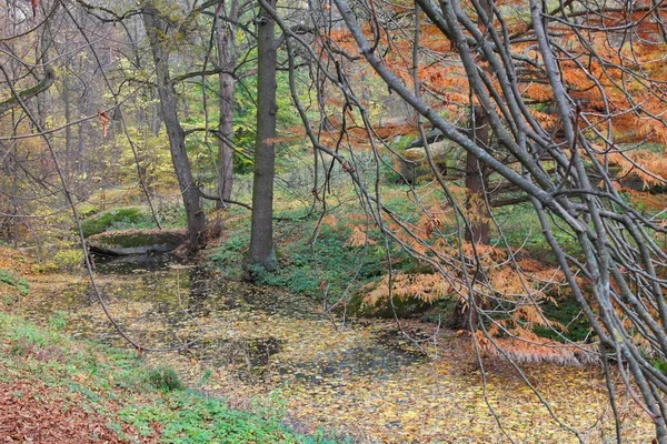 Autumn Forest Landscape Beautiful Trees — Stock Photo, Image