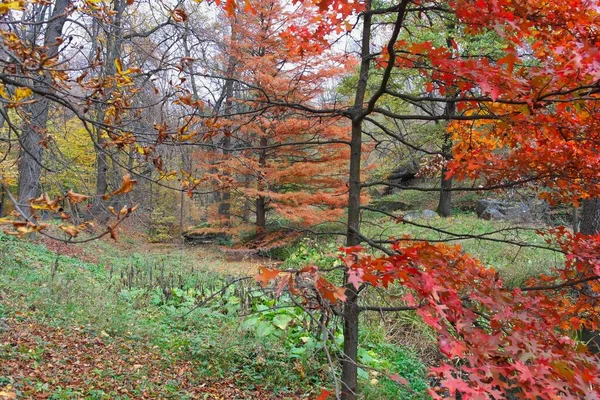 Paisaje Otoñal Con Hojas Rojas Los Árboles —  Fotos de Stock