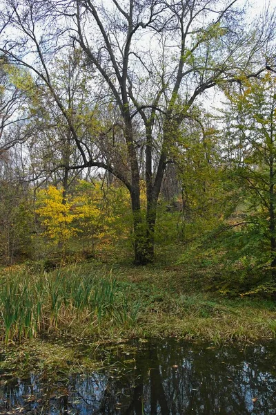 나무와 잎으로 뒤덮인 아름다운 — 스톡 사진