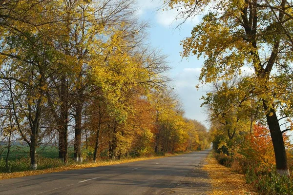 Осенний Пейзаж Желтыми Деревьями Листьями — стоковое фото