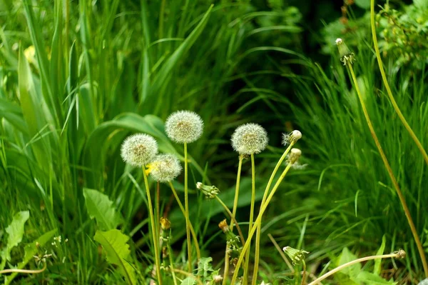 Çimlerde Karahindiba Çiçekleri — Stok fotoğraf