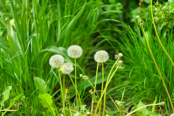 Fiori Tarassaco Nell Erba — Foto Stock