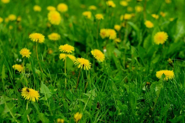 Yeşil Çimlerde Sarı Karahindibalar — Stok fotoğraf