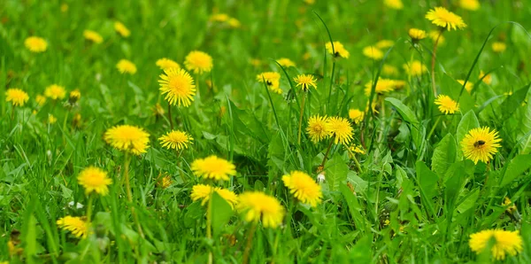 Denti Leone Gialli Erba Verde — Foto Stock