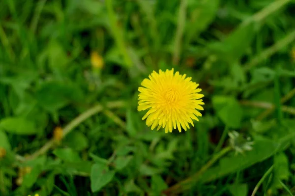 Bahçedeki Sarı Karahindiba Çiçeği — Stok fotoğraf