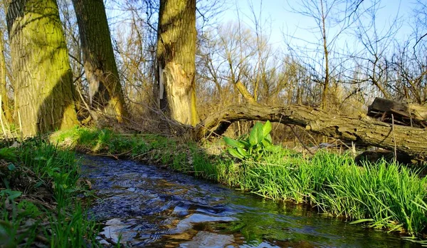 Nehir ve bahar ormanlarıyla güzel bir manzara.