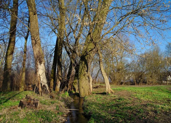  Ormandaki küçük nehir