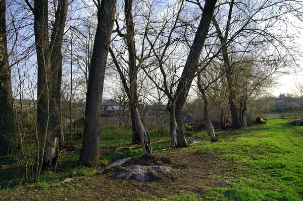 Prachtig Voorjaarslandschap Met Bomen Groen Gras — Stockfoto