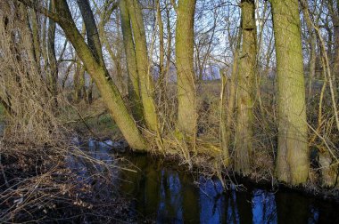 İlkbahar ormanlarında nehirli güzel bir manzara.
