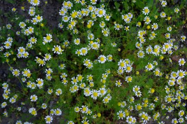 Bahçedeki güzel papatya çiçekleri