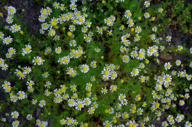 Bahçedeki güzel papatya çiçekleri