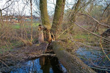 İlkbahar ormanında gölü olan güzel bir manzara.