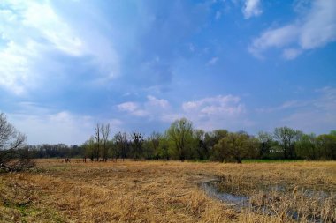 Ağaçları ve mavi gökyüzü olan güzel bir manzara.