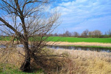 Nehir ve bahar ağaçlarıyla güzel bir yaz manzarası 