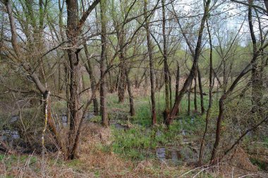 Ağacı ve ormanı olan güzel bir manzara.