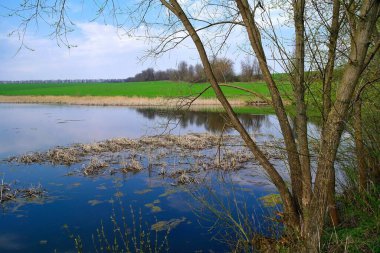 Nehir ve bahar ağaçlarıyla güzel bir yaz manzarası 