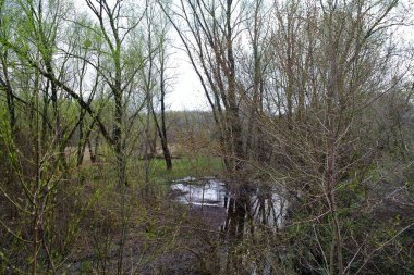 Nehir ve bahar ağaçlarıyla güzel bir yaz manzarası 