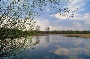 Nehir ve bahar ağaçlarıyla güzel bir yaz manzarası 