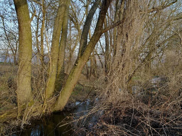 Prachtig Landschap Met Rivier Het Vroege Voorjaar Bos — Stockfoto