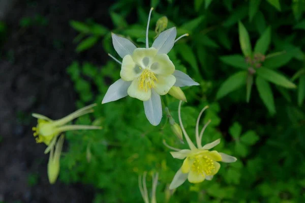 Belles Fleurs Dans Jardin — Photo