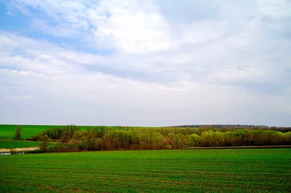 Yeşil çimen ve mavi gökyüzü olan güzel bir manzara.