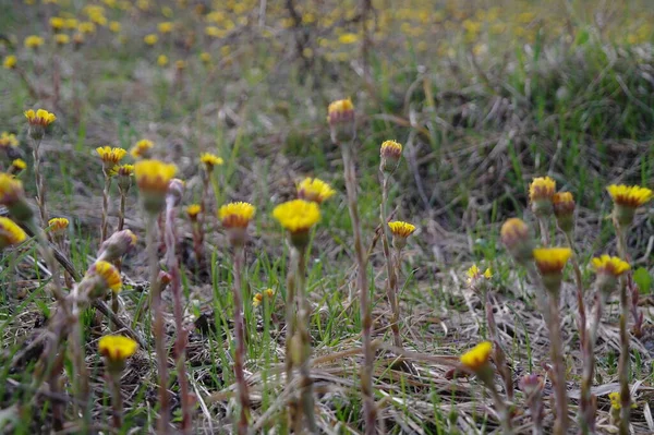 Beautiful Dandelion Flowers Park — Stock Photo, Image