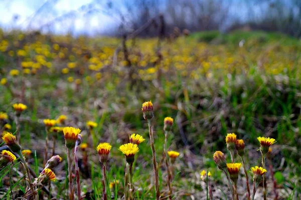 Hermosas Flores Diente León Jardín — Foto de Stock