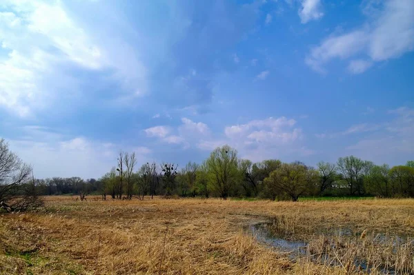 Ağaçları ve mavi gökyüzü olan güzel bir manzara.