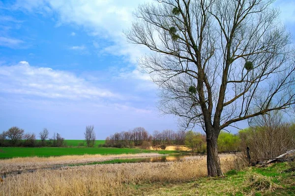 Красивый Пейзаж Деревом Полем Деревьев — стоковое фото