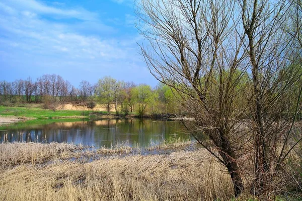 美丽的夏季风景 有河流和春天的树木 — 图库照片