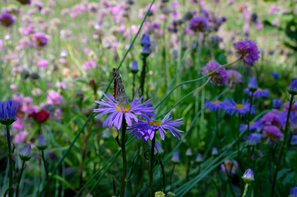 Butterfly Beautiful Flowers Garden — Stock Photo, Image