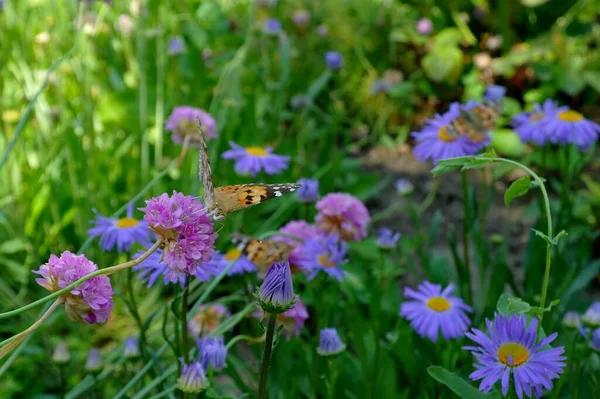 Beau Papillon Sur Une Fleur — Photo