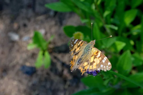 Beau Papillon Sur Une Fleur — Photo