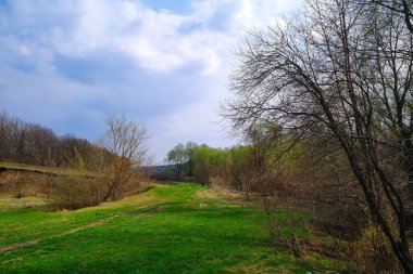 Ağaçları ve yeşil otları olan güzel bir manzara.