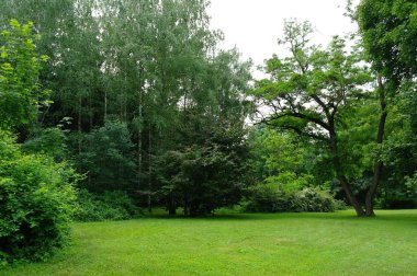 Parktaki yeşil ağaçlar