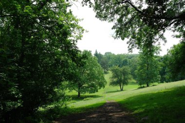 Güneşli bir günde, yaz parkında yeşil ağaçlar