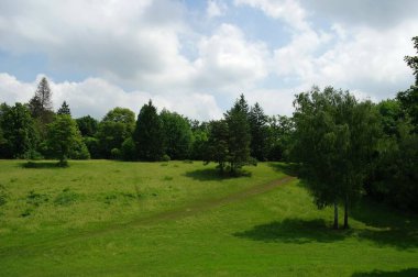 Ağacı ve yeşil ormanı olan güzel bir manzara.