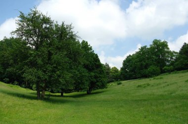 Parktaki yeşil ağaçlar