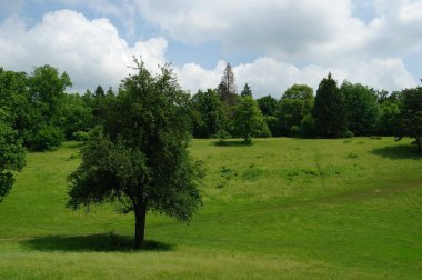 Yaz ormandaki yeşil ağaçlar