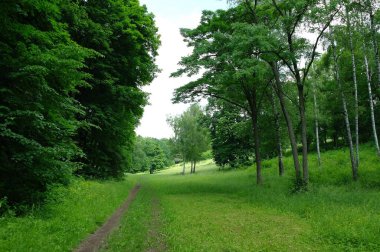 Yaz ormanlarında yol güneşli bir günde