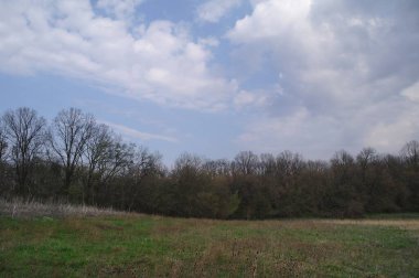 Ağaçlı ve ağaçlı güzel bir manzara.