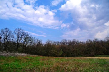 Güzel bir manzara Ağacı ve mavi gökyüzü