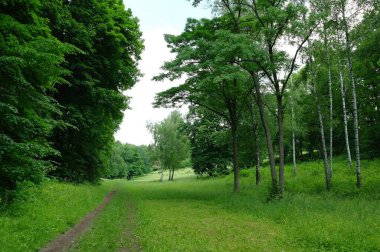 Yaz ormanlarında yol güneşli bir günde